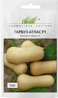 насіння гарбуз атлас