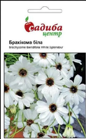Купить семена цветов брахикома белая