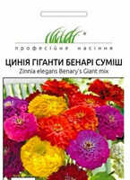семена цинии