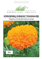 купить семена эквинокс оранжевые