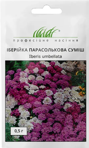 насіння квіти іберійка