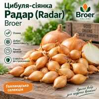 цибуля сіянка радар (radar) broer - озима цибуля для осінньої посадки