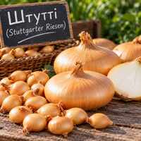 цибуля сіянка Штутті (Stuttgarter Riesen) німецької селекції
