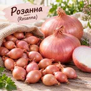 рожева Розанна (Rosanna)  для посадки