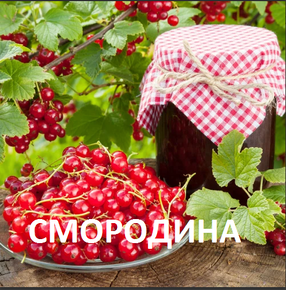 саженцы красной смородины 