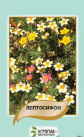Купить семена цветов лептосифон смесь