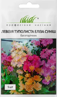 Семена цветов левизия туполистная элиза