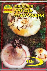 Купить мицелий груздь настоящий