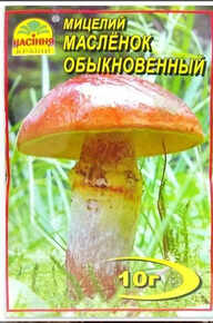 Купить мицелий масленок обыкновенный