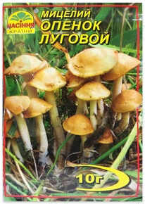 Купить мицелий опенок луговой