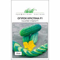 семена огірків кріспіна
