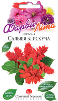 Купить семена цветов сальвия красная