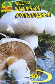 Шампиньон крупноплодный