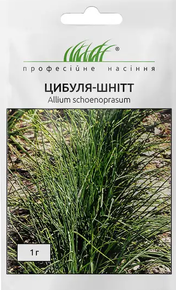 купить семена лука шнитт