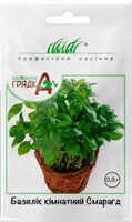 купити смарагд базилік кімнатний