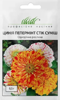 Купить семена цветов циния пеперминт стик смесь