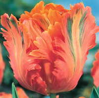 тюльпан Apricot Parrot