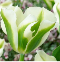 Тюльпан Spring Green
