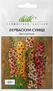 купить семена цветов вербаскум смесь